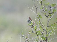 Spanish Sparrow - Passer hispaniolensis