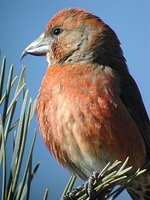 Red Crossbill - Loxia curvirostra