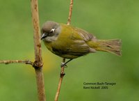 Common Bush-Tanager - Chlorospingus ophthalmicus