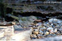 Olive Sparrow - Arremonops rufivirgatus