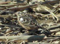 Smith's Longspur - Calcarius pictus