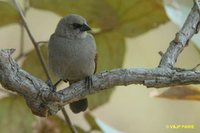 Bay-winged Cowbird - Molothrus badius