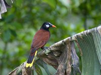 Montezuma Oropendola - Gymnostinops montezuma