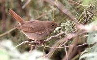 Thrush Nightingale