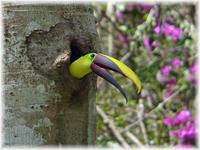 Chestnut-mandible Toucan