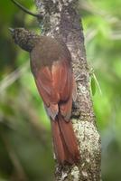 Black-banded woodcreeper in Suriname