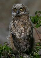 Great Horned Owl chick. First day out of the nest, June 06