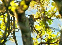 Hoffmann's Woodpecker  