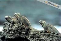 Galapagos Marine Iguanas (Amblyrhynchus cristatus) photo