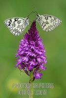 Marbled White ( Melanargia galathea ) on Pyramidal orchid ( Anacamptis pyramidalis ) stock photo