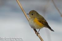 Fig. 5. Red-flanked Bluetail : 유리딱새