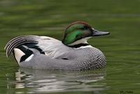 Falcated Duck, Escondido, CA