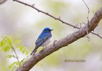 Blue-and-white flycatcher C20D 02741.jpg