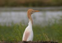 Cattle Egret Bubulcus ibis 황로