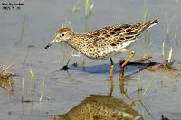 Calidris acuminata , 메추라기도요 - Sharp-railed Sandpiper