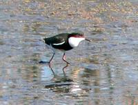 Red-kneed Dotterel