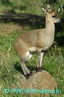 Oreotragus oreotragus ssp