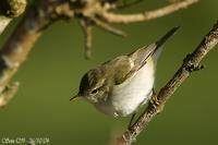 Pouillot à pattes             sombres (Phylloscopus (trochiloides) plumbeitarsus)