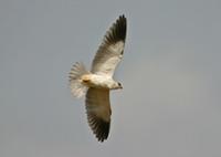 Black shouldered Kite