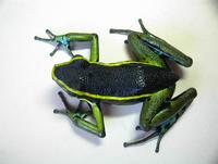 : Ameerega trivittata