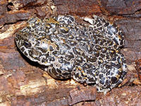 : Bufo canorus; Yosemite Toad