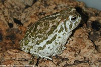 : Bufo cognatus; Great Plains Toad