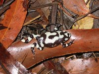 : Pseudophryne coriacea; Red-backed Toadlet