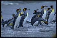 : Aptenodytes patagonicus; King Penguin