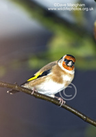 : Carduelis carduelis; European Goldfinch