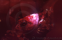 : Artedius corallinus; Coralline Sculpin;