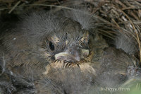 : Pipilo crissalis; California Towhee