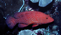 : Cephalopholis miniata; Coral Hind