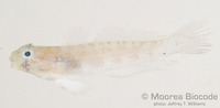 : Gnatholepis cauerensis