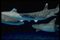 : Triaenodon obesus; Whitetip Reef Shark