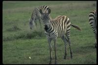 : Equus zebra; Mountain Zebra