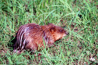 : Ondatra zibethicus; Muskrat