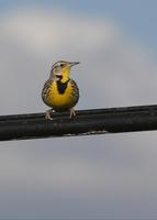 : Sturnella neglecta; Western Meadowlark