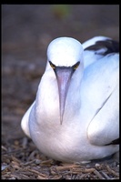 : Sula dactylatra; Masked Booby