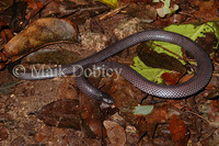 : Amblyodipsas polylepis; Purple-glossed Snake