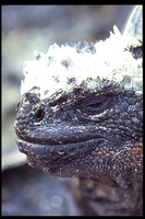 : Amblyrhynchus cristatus; Marine Iguana