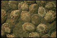 : Acmaea sp.; Shelled Gastropod