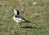 백할미새 [white wagtail]