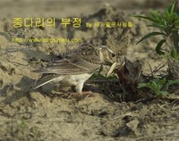 종다리의 부정 feeding of Eurasian Sky...