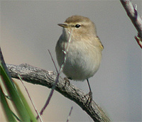 Siberian Chiffchaff