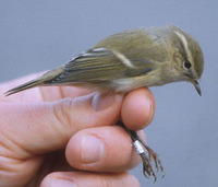 1Y+ Hume's Leaf Warbler (Phylloscopus humei)