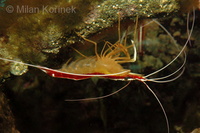 Lysmata amboinensis - Cleaner Shrimp