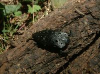 Capnodis tenebrionis - Flatheaded woodborer