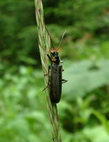 Cantharis obscura