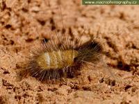 Anthrenus scrophulariae - Carpet Beetle