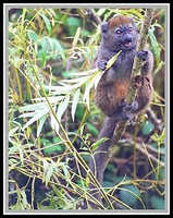 Aloatran Gentle Lemur